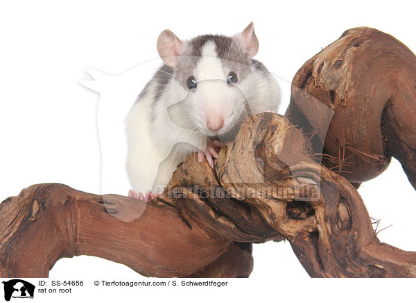 Ratte auf Wurzel / rat on root / SS-54656