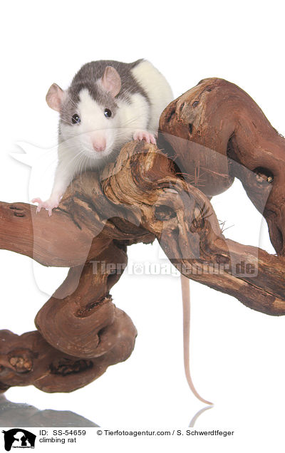 kletternde Ratte / climbing rat / SS-54659