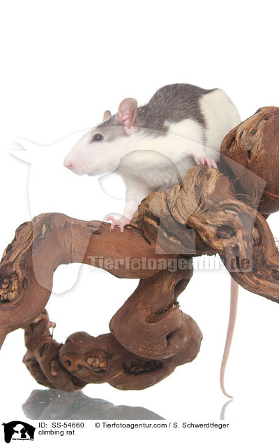 kletternde Ratte / climbing rat / SS-54660