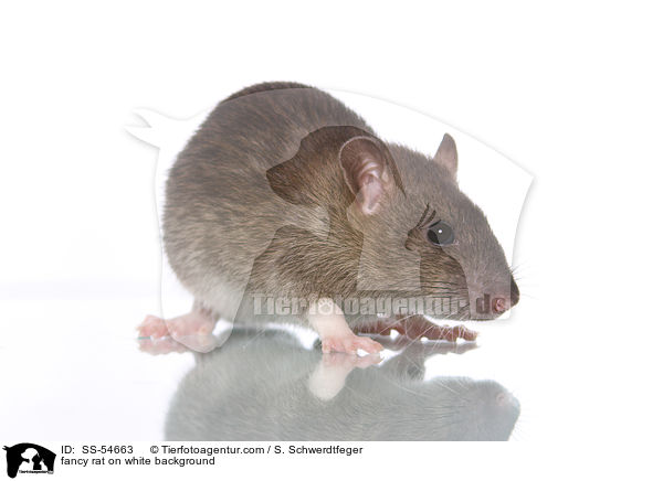 fancy rat on white background / SS-54663