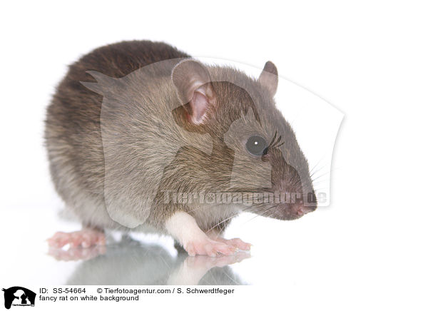 fancy rat on white background / SS-54664