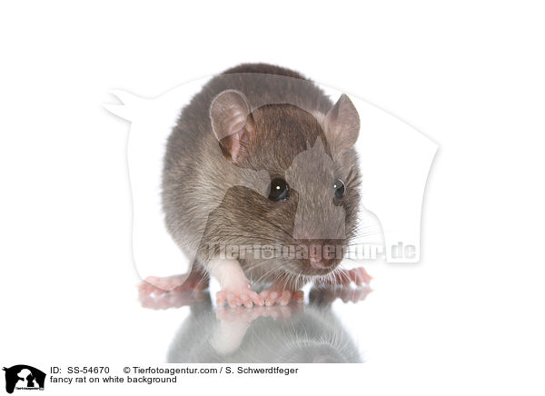 fancy rat on white background / SS-54670