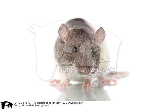fancy rat on white background / SS-54673