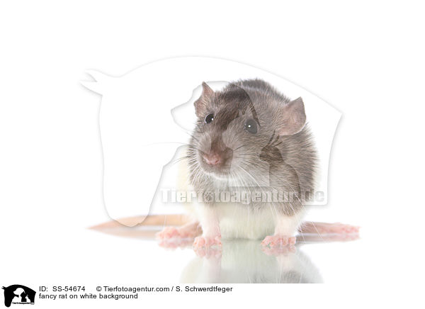 fancy rat on white background / SS-54674