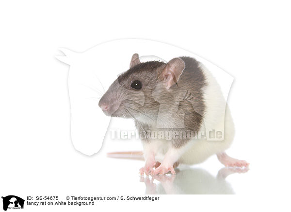 fancy rat on white background / SS-54675