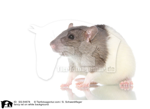 fancy rat on white background / SS-54678