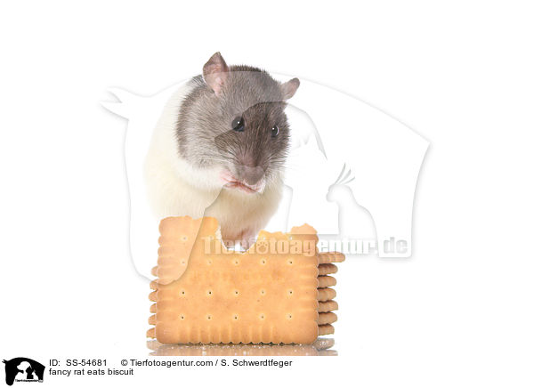 fancy rat eats biscuit / SS-54681