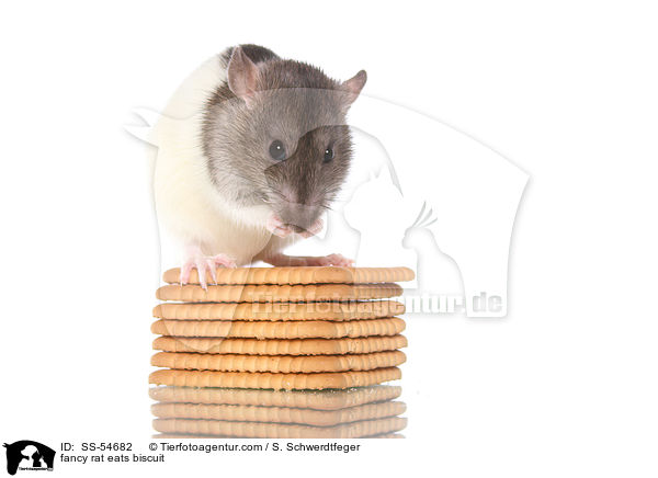 fancy rat eats biscuit / SS-54682