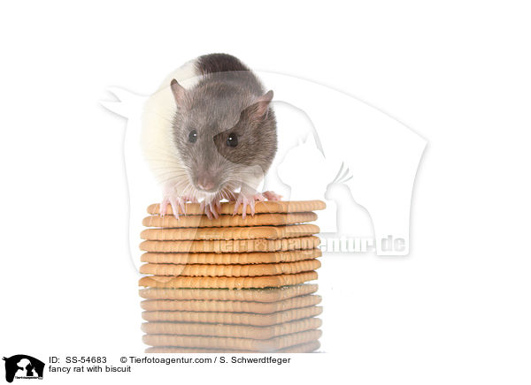 fancy rat with biscuit / SS-54683