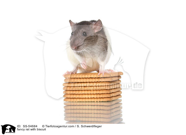 fancy rat with biscuit / SS-54684