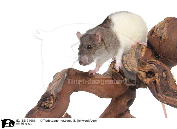 kletternde Ratte / climbing rat / SS-54686