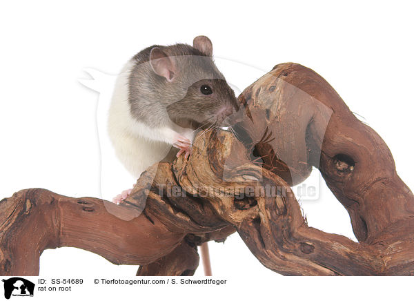 Ratte auf Wurzel / rat on root / SS-54689
