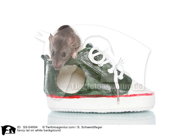 Farbratte auf weiem Hintergrund / fancy rat on white background / SS-54694