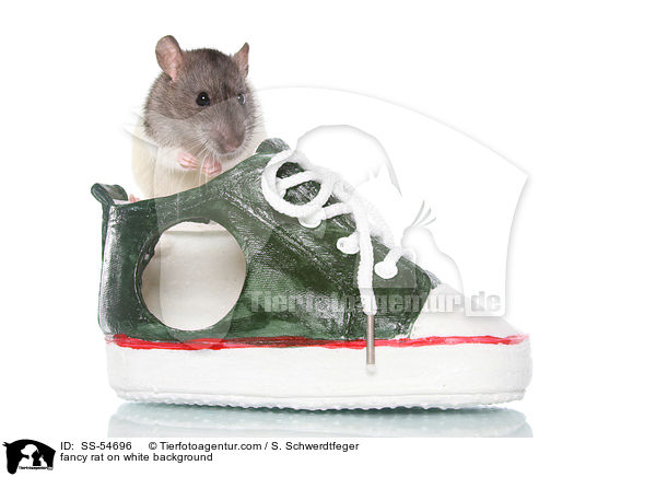 Farbratte auf weiem Hintergrund / fancy rat on white background / SS-54696