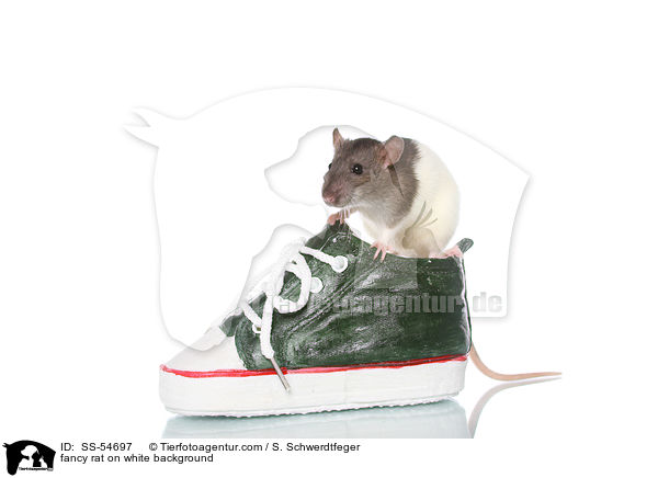 Farbratte auf weiem Hintergrund / fancy rat on white background / SS-54697