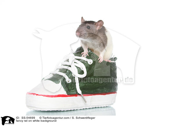 Farbratte auf weiem Hintergrund / fancy rat on white background / SS-54699
