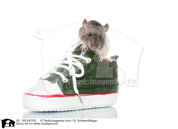 Farbratte auf weiem Hintergrund / fancy rat on white background / SS-54700