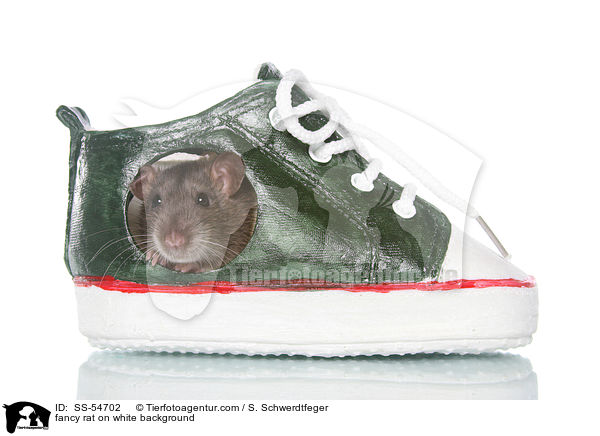 fancy rat on white background / SS-54702