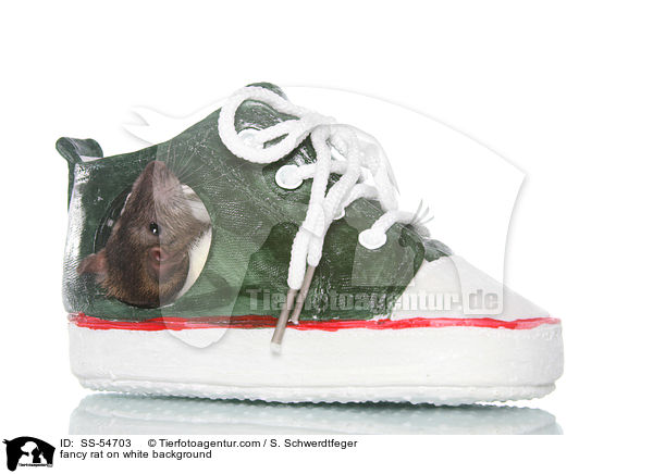 fancy rat on white background / SS-54703