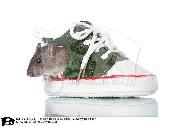 fancy rat on white background / SS-54704