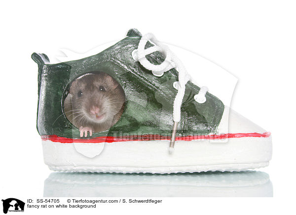 fancy rat on white background / SS-54705