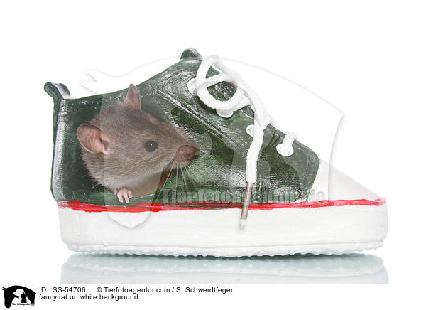 Farbratte auf weiem Hintergrund / fancy rat on white background / SS-54706