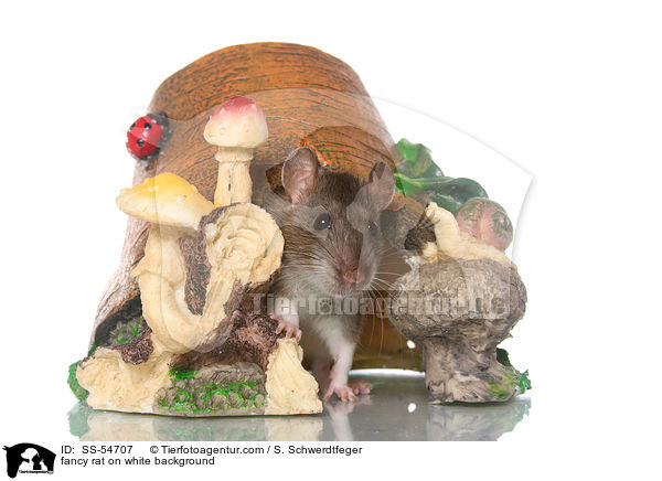 fancy rat on white background / SS-54707