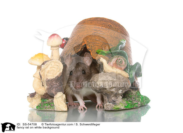 fancy rat on white background / SS-54708