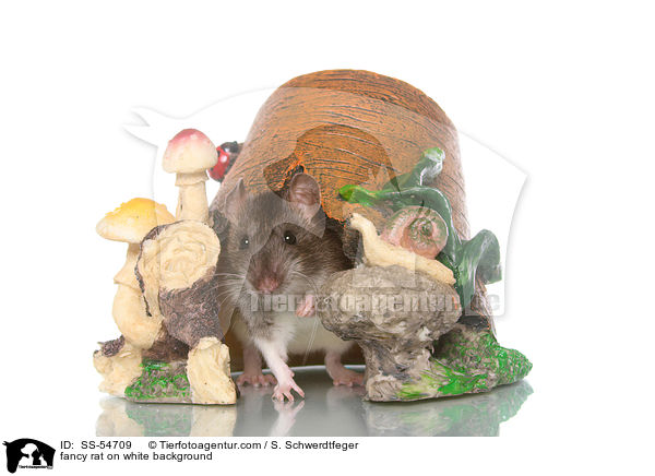 fancy rat on white background / SS-54709