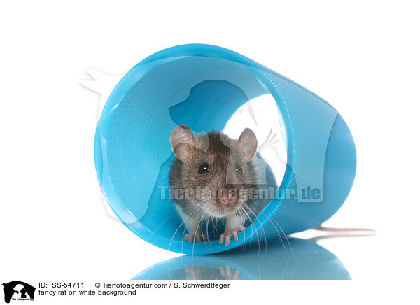 fancy rat on white background / SS-54711