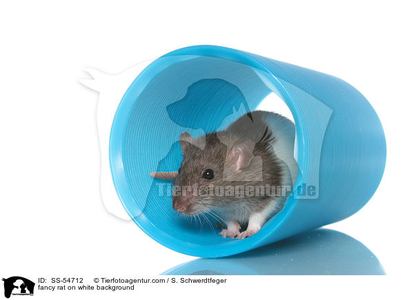 fancy rat on white background / SS-54712