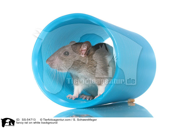 Farbratte auf weiem Hintergrund / fancy rat on white background / SS-54713
