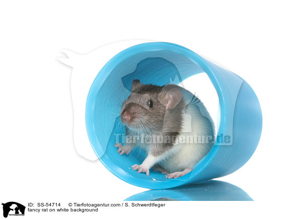 fancy rat on white background / SS-54714