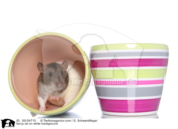 fancy rat on white background / SS-54715