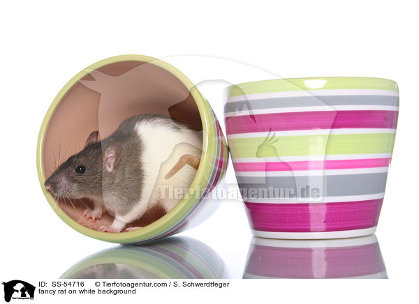 fancy rat on white background / SS-54716