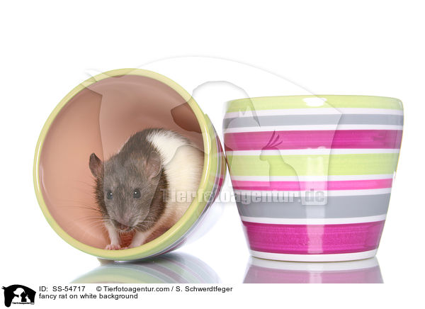 fancy rat on white background / SS-54717