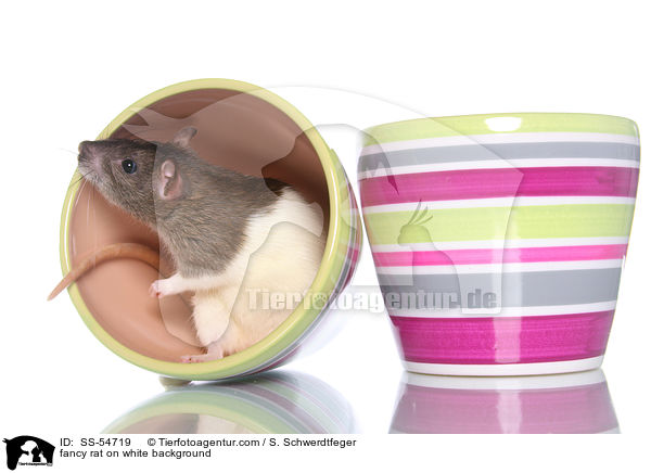 fancy rat on white background / SS-54719