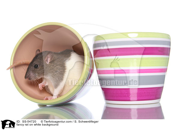 fancy rat on white background / SS-54720