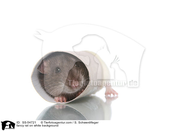 Farbratte auf weiem Hintergrund / fancy rat on white background / SS-54721