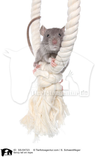 fancy rat on rope / SS-54723