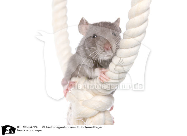 fancy rat on rope / SS-54724