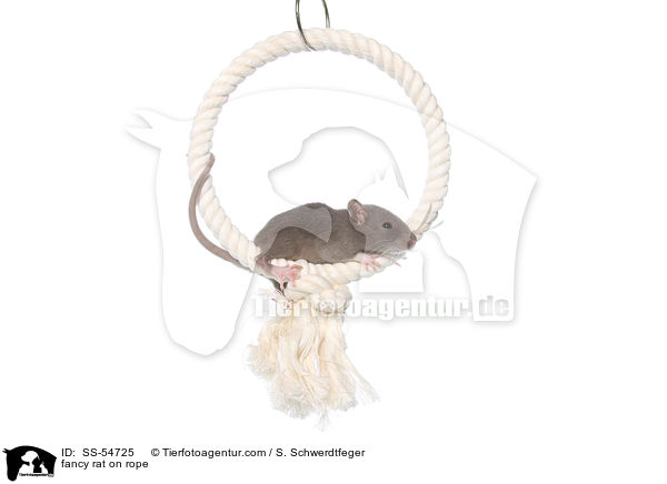 fancy rat on rope / SS-54725