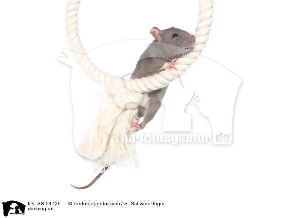 kletternde Ratte / climbing rat / SS-54726