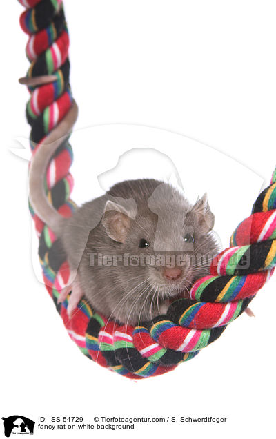 fancy rat on white background / SS-54729