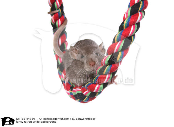 fancy rat on white background / SS-54730