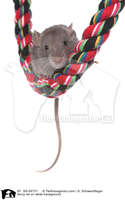 fancy rat on white background / SS-54731
