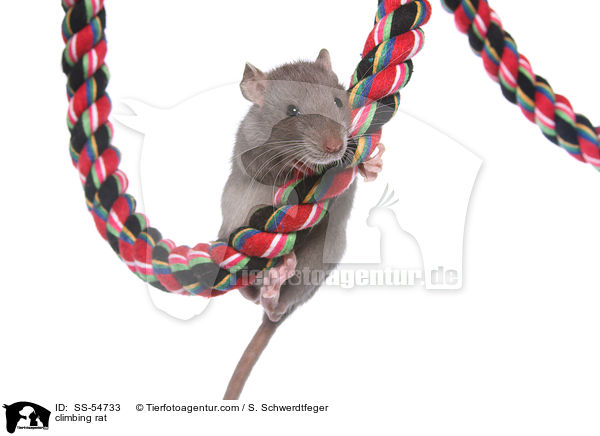 climbing rat / SS-54733