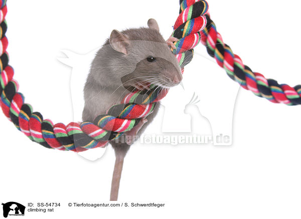 kletternde Ratte / climbing rat / SS-54734