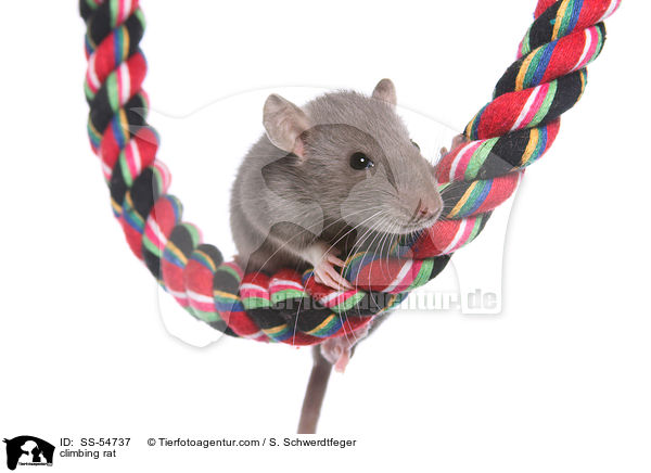 climbing rat / SS-54737