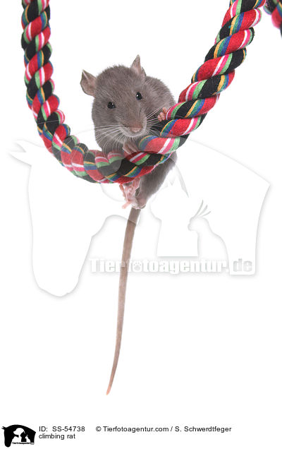 kletternde Ratte / climbing rat / SS-54738